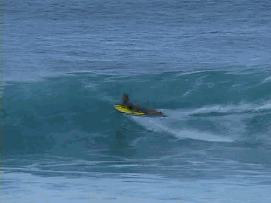 body board